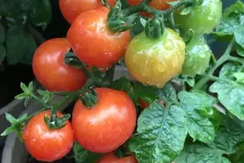 阳台种盆“小西红柿”，冬天一样吃，“叽里咕噜”结满红果子图片