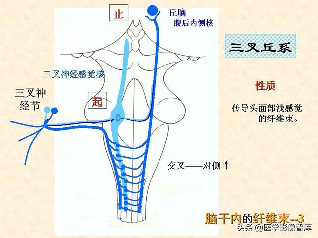 脑干、小脑及间脑解剖
