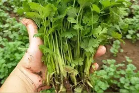 如何让香菜快速发芽出苗齐全、种植技术？提高它的产量和品质图片