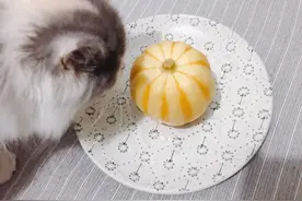 养了一只爱吃素的猫是一种怎样的体验？盘点喵星人爱吃的人类食物图片