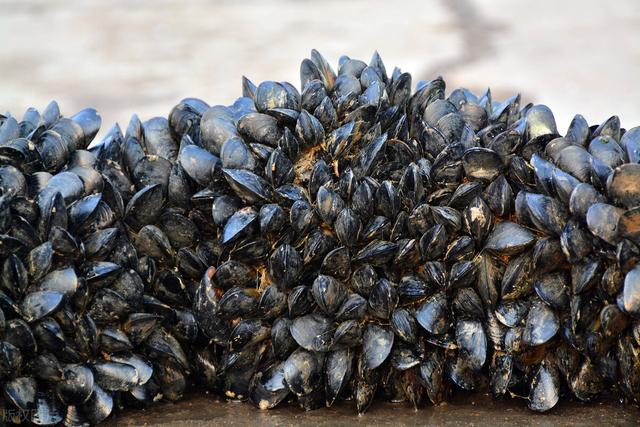 海红是什么样子的?,海虹才是开春第一鲜,但买海虹时,选白肉还是黄肉?