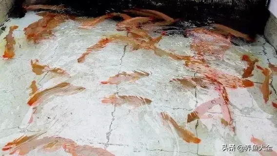 龙鱼鳞片发白纹路