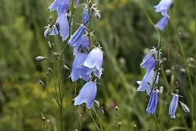 沙参是怎样的植物图片