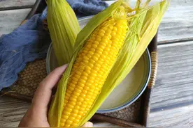 玉米长期保存，先煮还是先冷冻，味道口感差很多，别再做错了图片