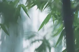 一曲《竹间语》，以竹为邻，君心不俗图片