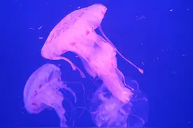 青岛海洋极地世界各种物种图片