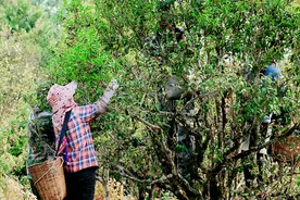 困鹿山、凤凰窝和黄草坝大尖山普洱茶，你分得清吗？附口感区别图片