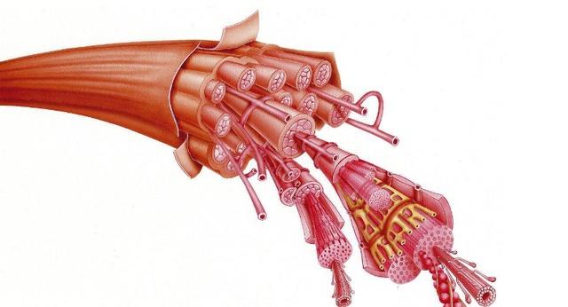 德云社烧饼成健身型男！与女神登上健美杂志！增肌原理你要知道