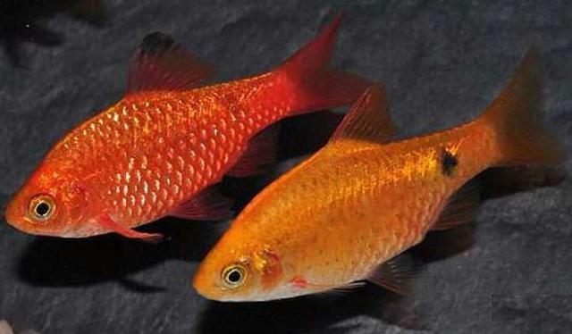 最为常见的两种原生鱼,即使在北方河流中,也能够看到它们的身影(鲤科