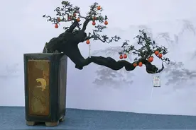 蜂窝煤可以给金弹子盆景生桩头发根吗？具体怎么使用图片