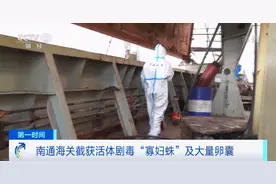 一身冷汗！剧毒“寡妇蛛”被截获！送检当天还孵出数百只蜘蛛图片
