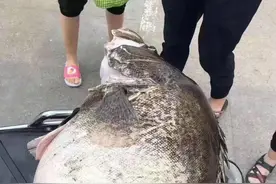 千岛湖现50斤鳜鱼王，体型丑怪，活太久变异了？网友：送我也不吃图片