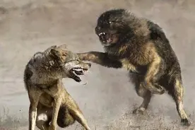 六十年代传奇狗王“犟怂”的故事，咬死狼王平息人狼大战图片