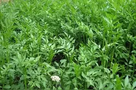 芹菜，中国人常吃青菜之一，好吃又美味图片