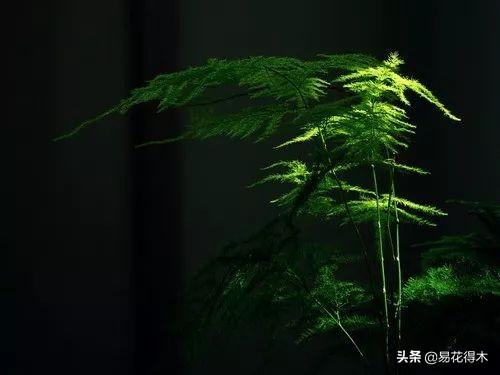武竹又叫狐尾天门冬，观花观叶观果，和文竹观赏价值不相上下