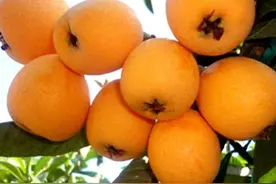 各枇杷产区的上市时间来了，看看有你们那的吗图片