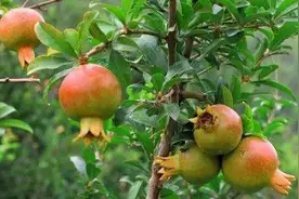 石榴满树“谎花”、挂果少？紧抓3大关键点，疏花疏果要“精准”图片