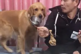 金毛见爸爸妈妈把鸡腿让来让去后，就叼来碗让爸爸给它吃，太逗了视频封面