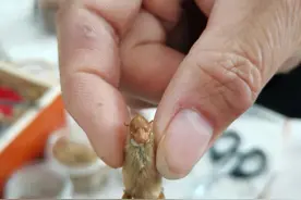 “洛阳毛猴”你见过吗？仅三四厘米高，通体由中药制成图片