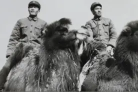 当年在青海格尔木骑骆驼，被愤怒的骆驼喷了全身的“粪”图片