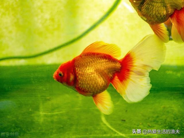 金鱼鳞片掉了露肉