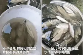 湖北一街头鲫鱼大爆发，2小时捡一桶，城市雨水中的鱼能吃吗？图片