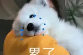表情包：累了图片