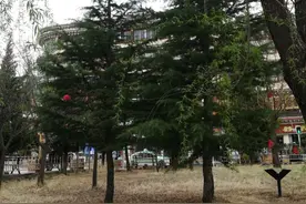 蓝蓝的天空，白白的云朵，和远处的雪山交相辉映，绿树吐出了嫩芽图片