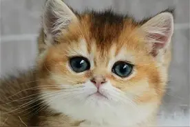 猫咪在门口等你回家的3个原因，能暖化铲屎官的心图片