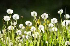 蒲公英的花语是来不及的爱和悲伤图片
