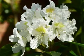 吉林赏花的地方 吉林哪里有花看 喜欢看花的不要错过图片