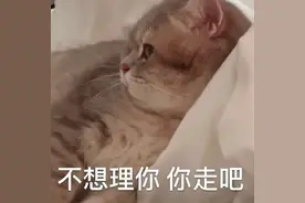 搞笑表情包图片：嫁给我，不然就把你变了图片