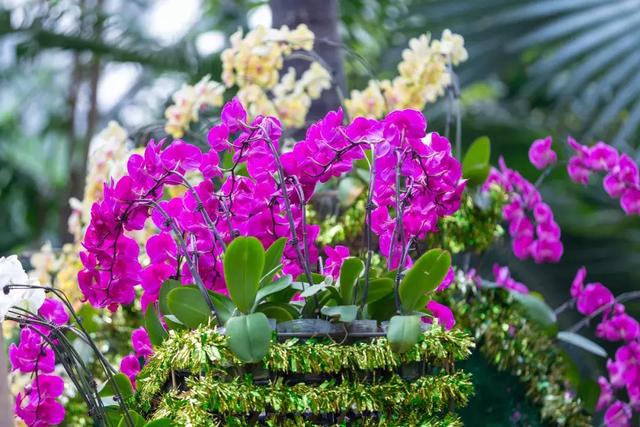 迎春看花,这些寓意你可能并不知道