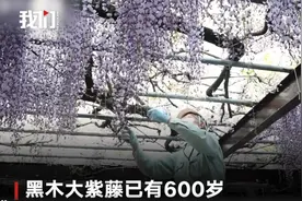 惋惜！日本将600岁巨型紫藤花全部剪掉，为了这事儿图片