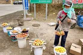 种了百年的京郊梨园 今年遇上了坎儿图片