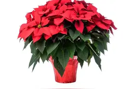 花名叶形一一火辣辣的一品红（散文）图片