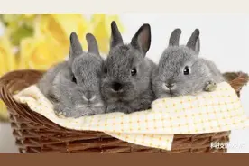 由科学家制造出来的4种生物，看似是科幻大片，实际上真实存在！图片