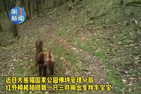 可可爱爱妈宝牛！陕西佛坪拍到未满月羚牛宝宝图片