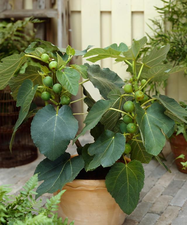 在阳台种这9种水果，结果又快又多，随吃随摘，新鲜、健康又省钱