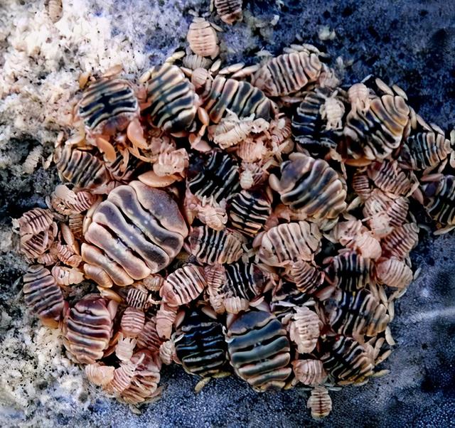 龟头里面有鸡皮疙瘩