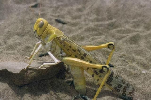 为什么2020年的灾难非常多？背后的原因到底是什么？