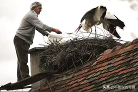 消失了2年，它终于回来了！一对白鹳之间，相濡以沫20年的爱情图片