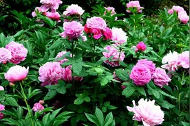 怎么轻松养芍药（花仙）？掌握6个要点，呼呼长叶开花窜满盆图片