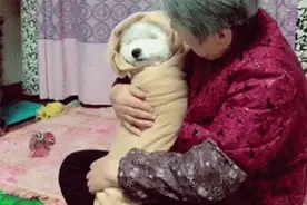 奶奶给狗狗裹上毯子，然后抱在怀里哄它睡觉，好像在哄孙子一样图片