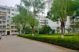 顺义这小区大白天黄鼠狼出没，竟然不避人图片