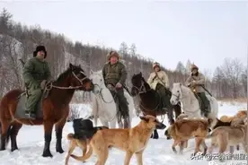 中国第一猛犬，被比作中国掏肛兽，专杀日本狼青，犬中封喉王图片