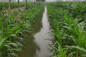 河南老家雨后的庄稼地，还是许多年前的样子图片