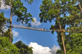 中国最高的树有88米，那是一片巨树森林，真爬上去会害怕吗？图片