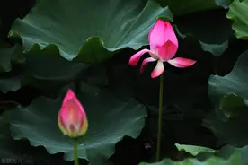 再论“人生的最高境界”图片