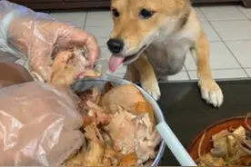 柴犬想吃烤鸡，趁主人不备，它用舌头偷偷占位：这是我的了图片
